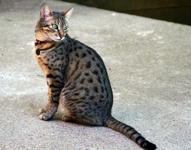  s Werelds grootste gedomesticeerde kattenrassen - welke is geschikt voor u?