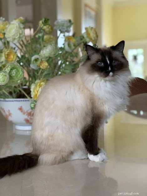Ragdoll Cats och fakta om genetik, färger och mönster 