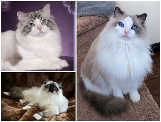 Ragdoll kočky a fakta o genetice, barvách a vzorech 