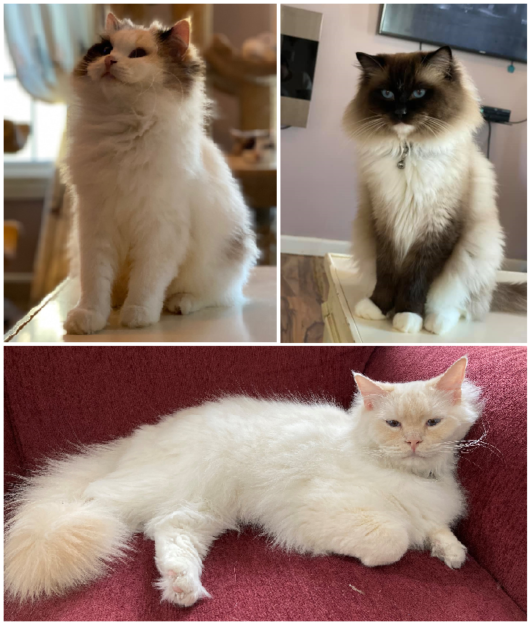 I gatti Ragdoll e le informazioni su genetica, colori e modelli 