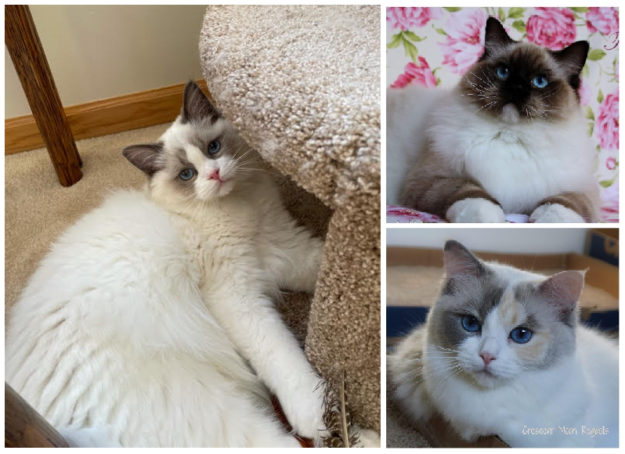 Ragdoll Cats och fakta om genetik, färger och mönster 