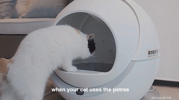 Petree vs. Litter-Robot – Vilken självrengörande kattlåda är bäst?