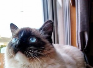 Mocha – Ragdoll týdne