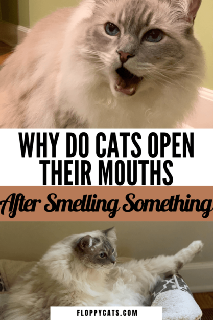 Varför håller katter munnen öppen efter att ha luktat på något?
