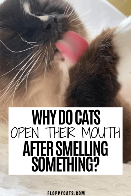 なぜ猫は何かを嗅いだ後、口を開いたままにするのですか？ 