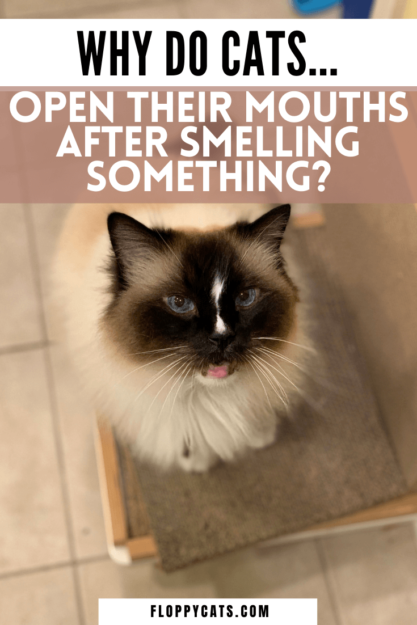 고양이가 냄새를 맡은 후 입을 벌리고 있는 이유는 무엇입니까?