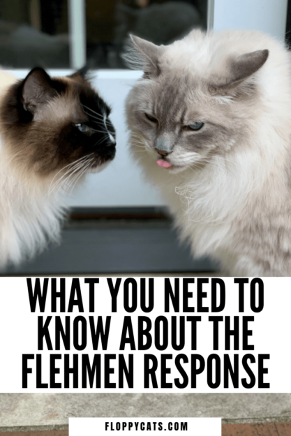 Por que os gatos ficam com a boca aberta depois de cheirar alguma coisa?