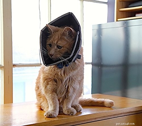 E-halsband alternatief voor katten