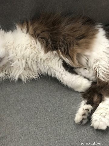 Cooper en Kira – Floppycats van de week