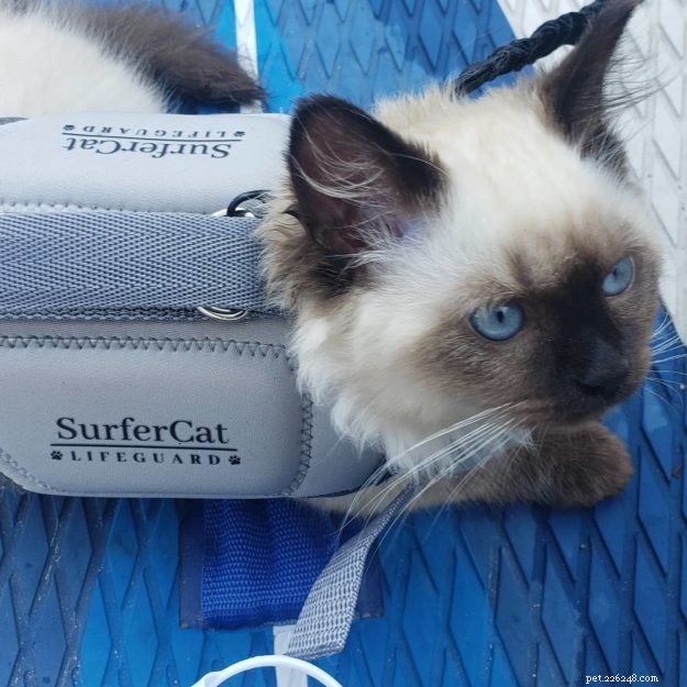Záchranné vesty pro kočky