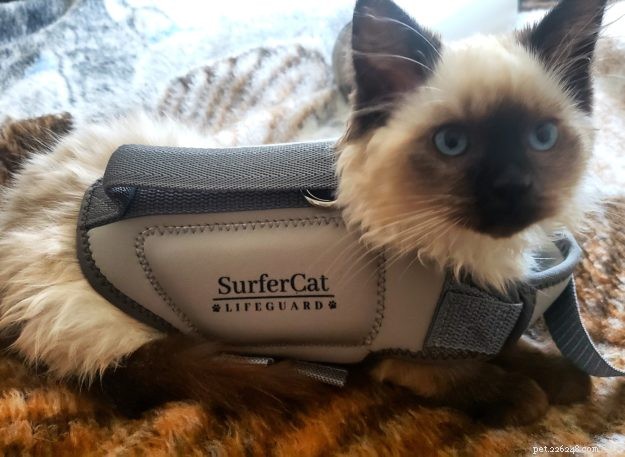 Спасательные жилеты для кошек