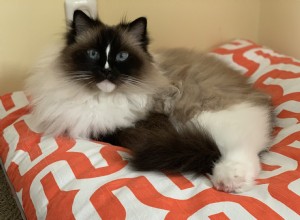 Mokka Latte – Ragdoll van de Week