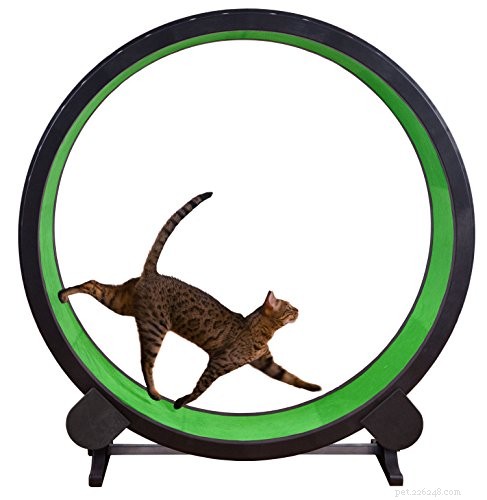 Les meilleures roues d exercice pour chat – 6 options intéressantes