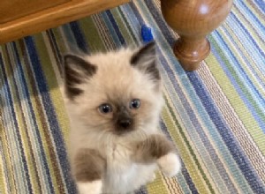 Sawyer – Ragdoll Kitten van de Maand