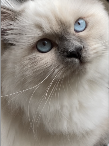 ソーヤー–今月のラグドール子猫 