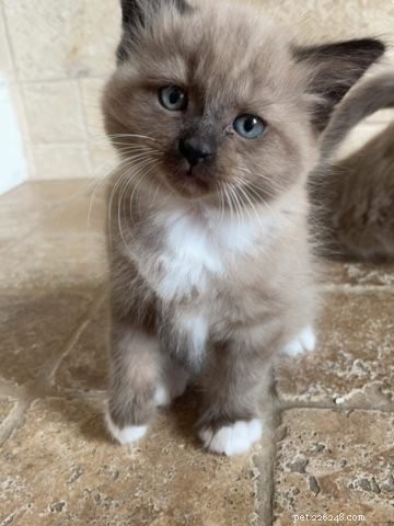 Sawyer – Ragdoll Kitten van de Maand