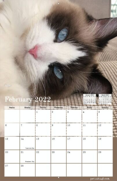 Floppycats – Calendário Ragdoll Cat 2022- Pré-encomenda disponível