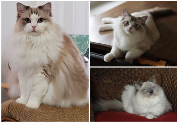 Ragdoll kočky a fakta o genetice, barvách a vzorech 