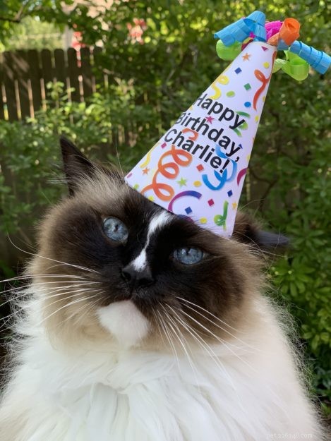 8つの楽しい猫の誕生日のおやつ 