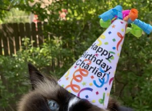 8가지 재미있는 고양이 생일 간식
