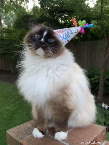 8 leuke katten verjaardagstraktaties