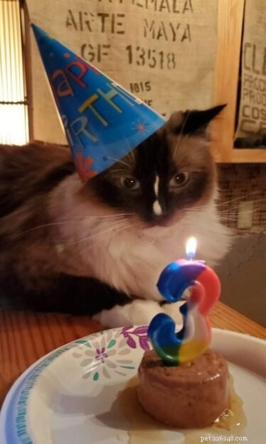 8 guloseimas divertidas de aniversário para gatos