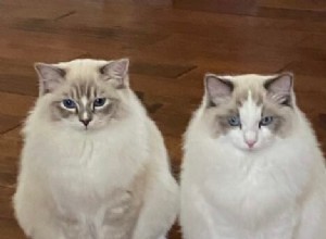 ルカとウィロー–今月のラグドール子猫 