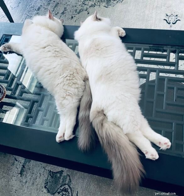 Luka och Willow – Månadens Ragdoll-kattungar