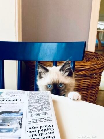 マリクレメンタイン–今月のラグドール子猫 