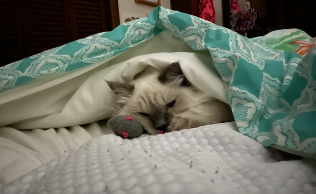 マリクレメンタイン–今月のラグドール子猫 