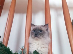 Koda – Ragdoll týdne