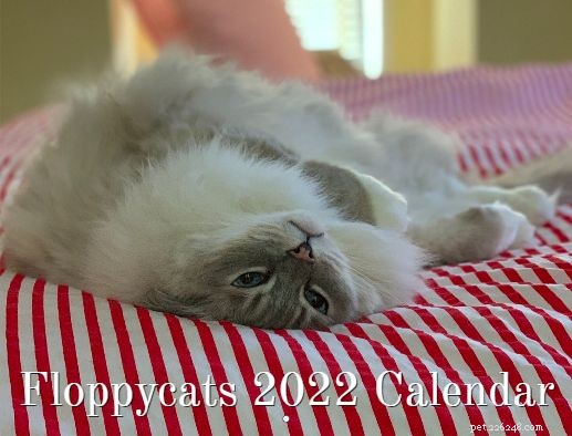 Sorteio de dezembro de 2021:Calendário de parede Floppycats Ragdoll Cats 