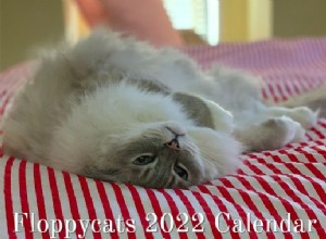 Декабрь 2021 г. Розыгрыш:настенный календарь Floppycats Ragdoll Cats