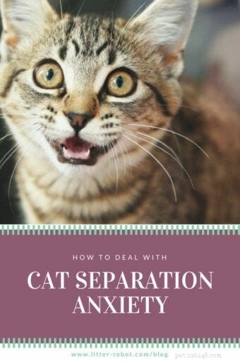 Sinais de ansiedade de separação de gatos e como lidar com eles