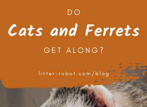 猫とフェレットは仲良くしますか？ 