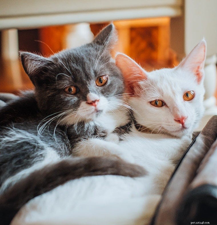 Спросите ветеринара:как знакомить кошек