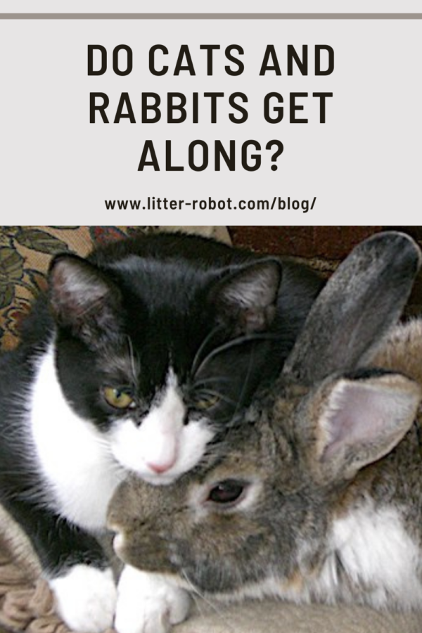 猫とウサギは仲良くしますか？ 
