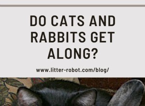 Går katter och kaniner överens?