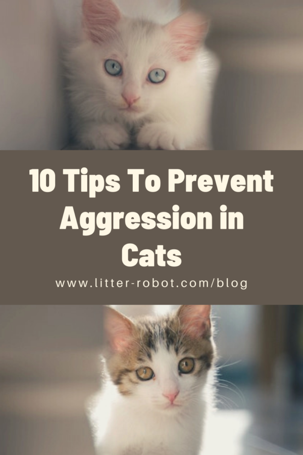 고양이의 공격성을 예방하기 위한 10가지 팁