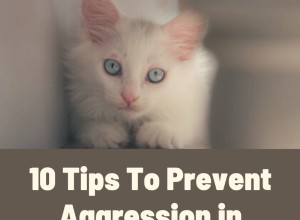 10 tipů, jak zabránit agresi u koček