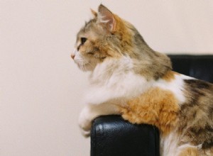 Calico Cats:Fakta, podrobnosti a průvodce plemenem