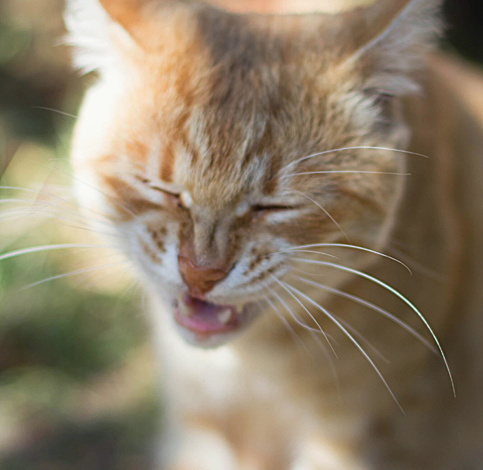 猫にくしゃみをさせるにはどうすればよいですか？ 