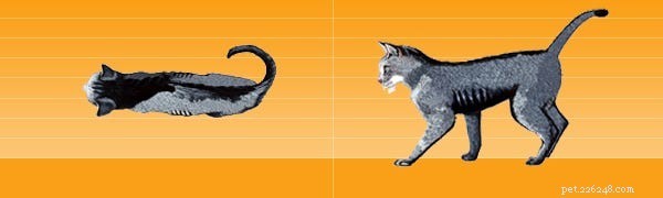 Průměrná hmotnost kočky vs. váha zdravé kočky