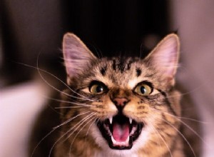 なぜ私の猫はそんなにニャーと鳴くのですか？ 