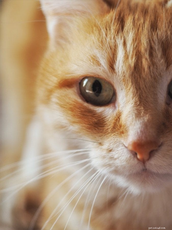 Jak rozpoznat infekce kočičího oka