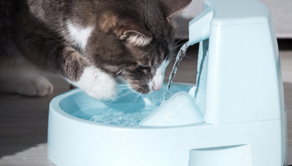 Fontes de água para gatos:prós e contras