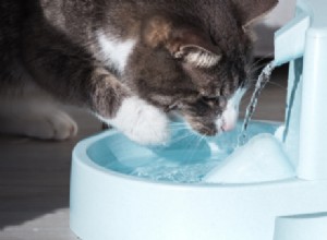 Fontes de água para gatos:prós e contras