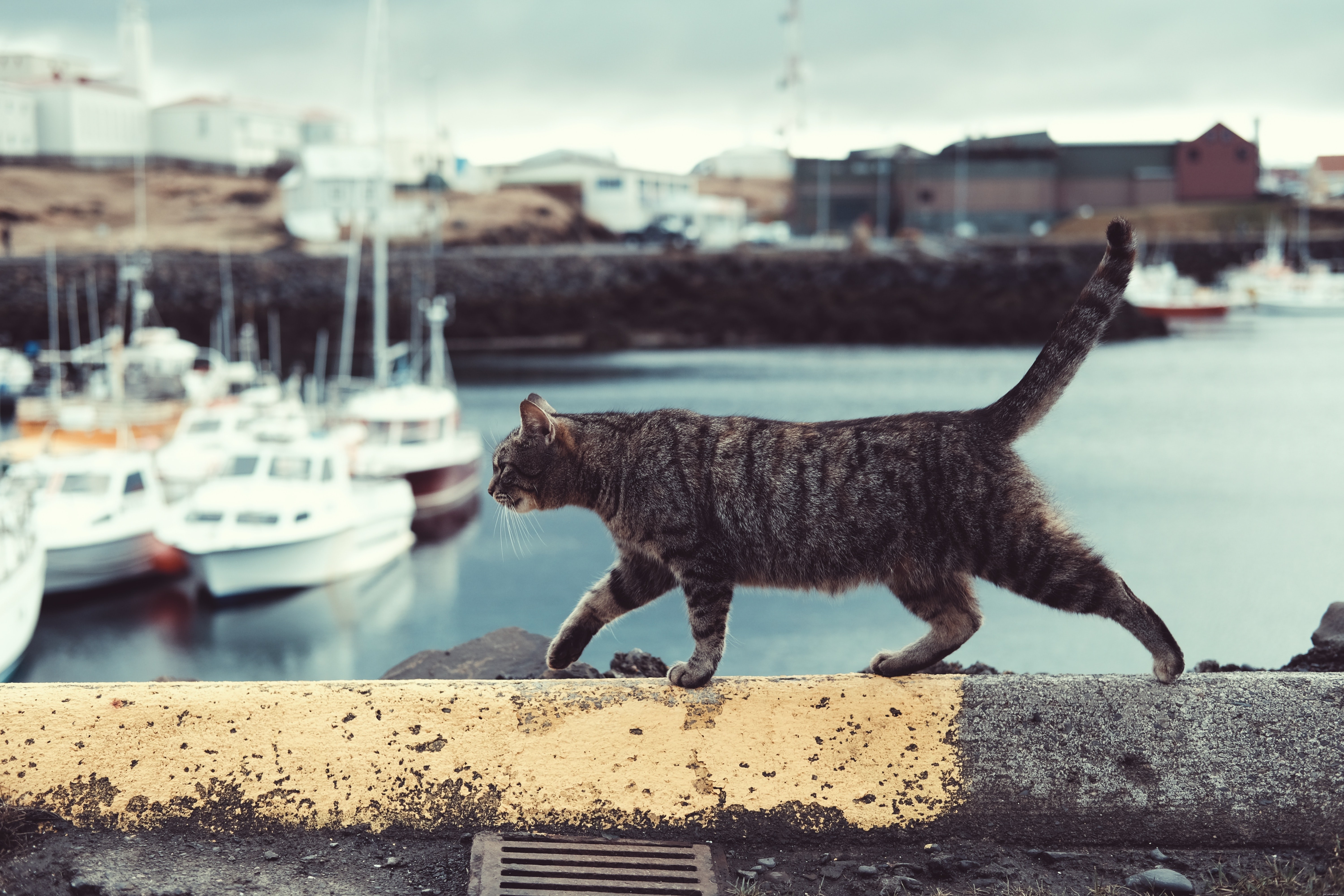 고양이와 물에 관해 자주 묻는 질문(FAQ)