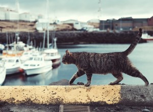 Veelgestelde vragen over katten en water