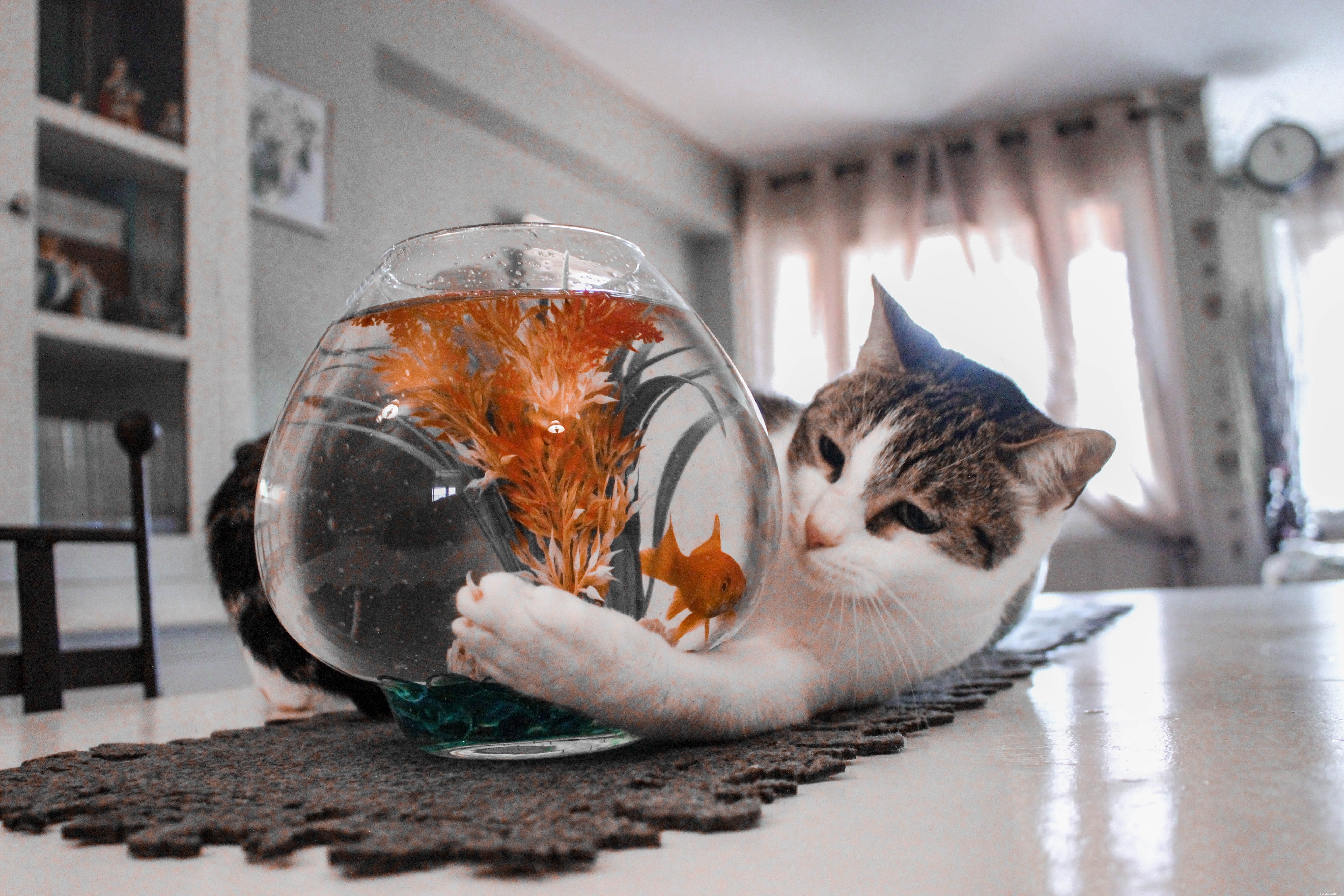 猫と水に関するよくある質問 